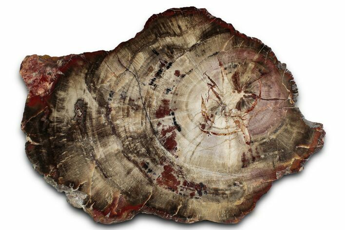 Polished Triassic Petrified Wood (Araucarioxylon) Slab - Utah #358857